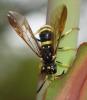 Allantus viennensis